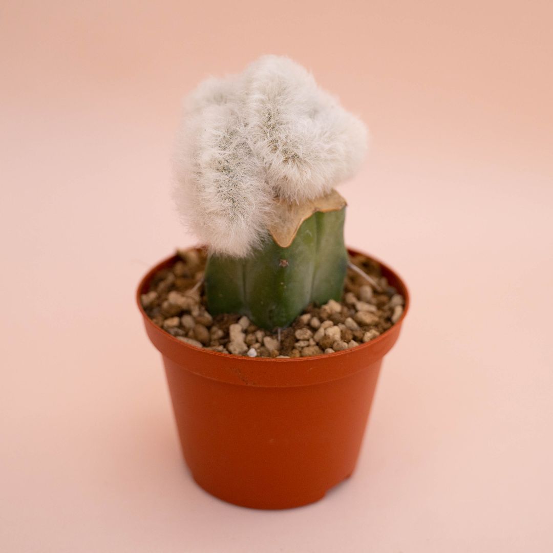 Echinocereus viridiflorus v. canus Ø 10,5 cm - immagine 2