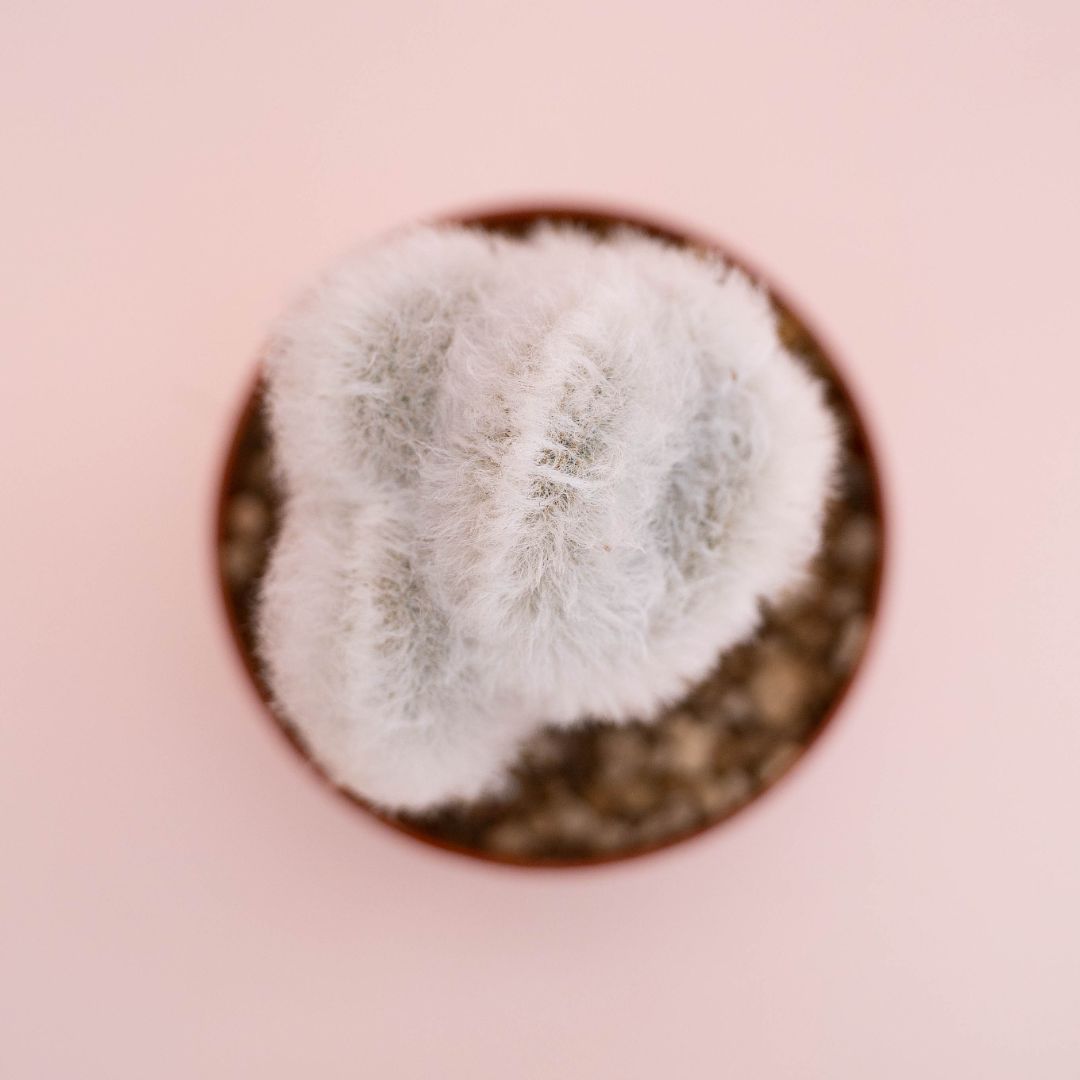 Echinocereus viridiflorus v. canus Ø 10,5 cm - immagine 3