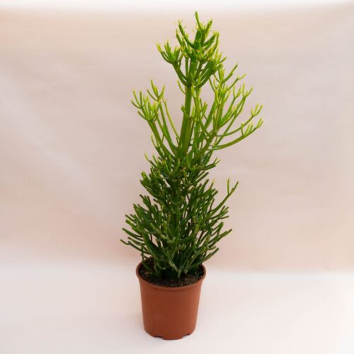 Euphorbia tirucalli Ø 17 cm