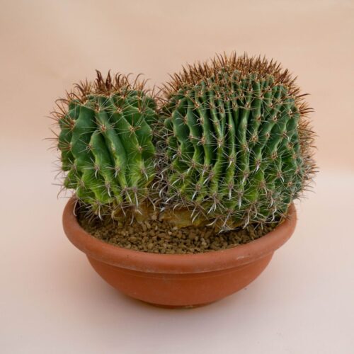 Ferocactus wislizeni crestato Ø 35 cm