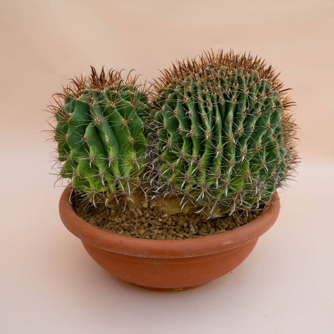 Ferocactus wislizeni crestato Ø 35 cm