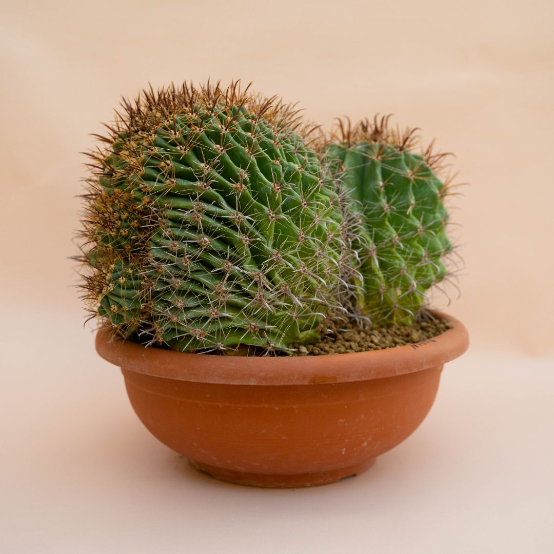 Ferocactus wislizeni crestato Ø 35 cm - immagine 2