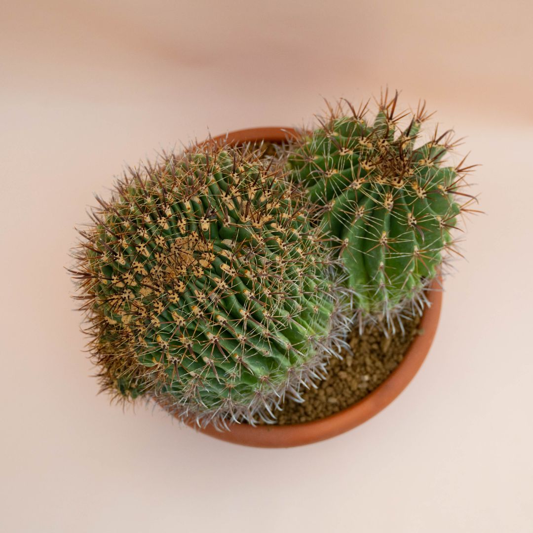 Ferocactus wislizeni crestato Ø 35 cm - immagine 3