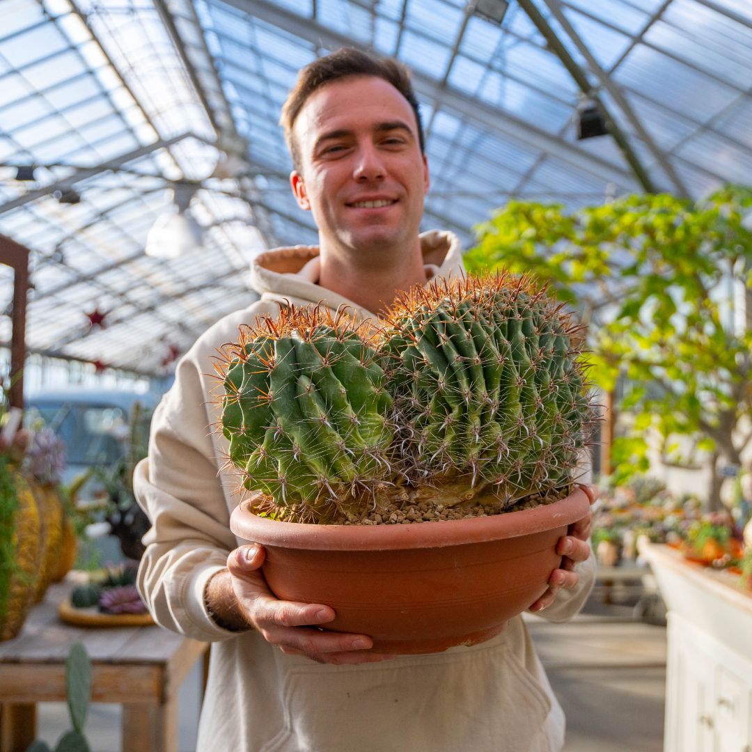 Ferocactus wislizeni crestato Ø 35 cm - immagine 4