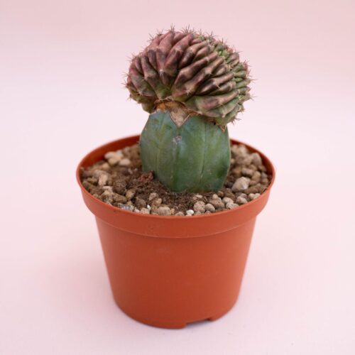 Gymnocalycium damsii v. rotundulum Ø 10,5 cm