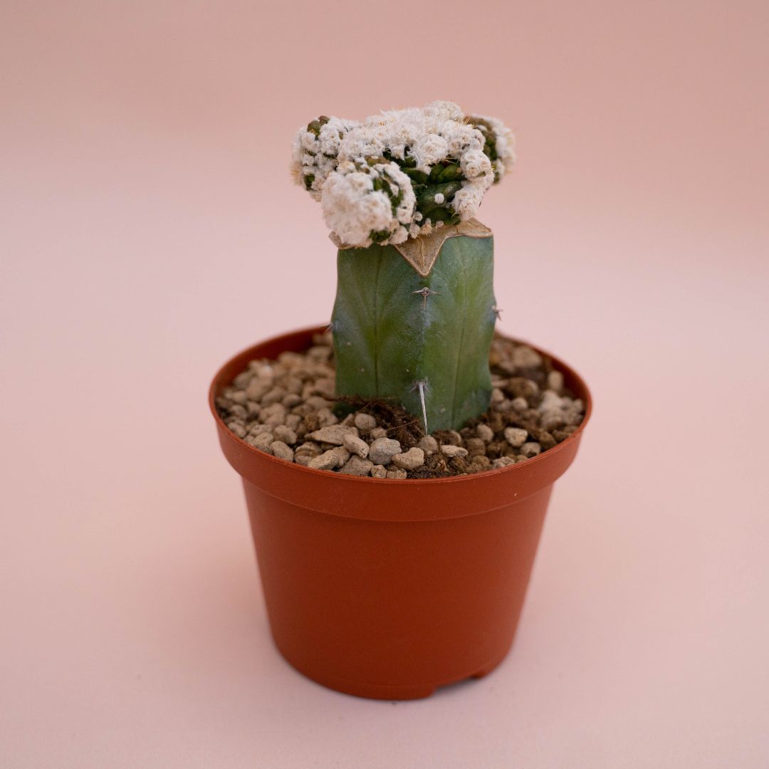 Obregonia denegrii mostruosa Ø 10,5 cm