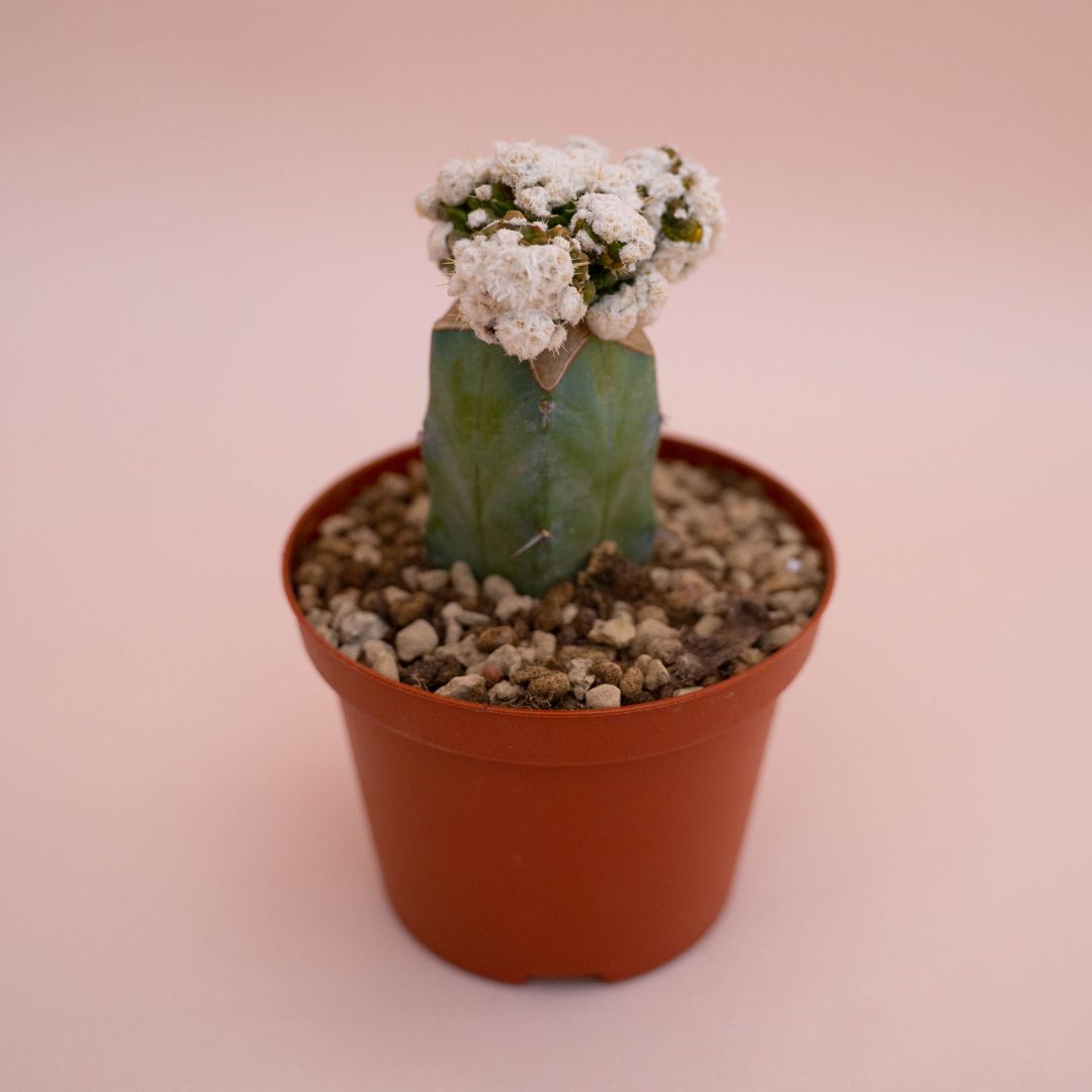 Obregonia denegrii mostruosa Ø 10,5 cm - immagine 2