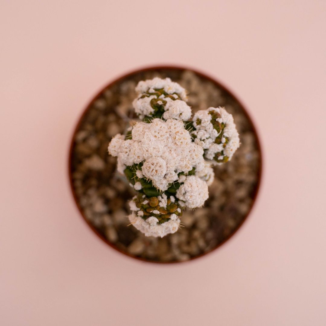 Obregonia denegrii mostruosa Ø 10,5 cm - immagine 3