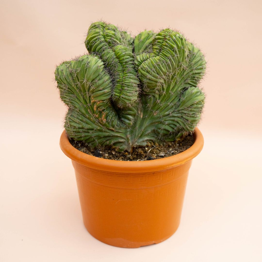 Polaskia chichipe crestata Ø 20 cm