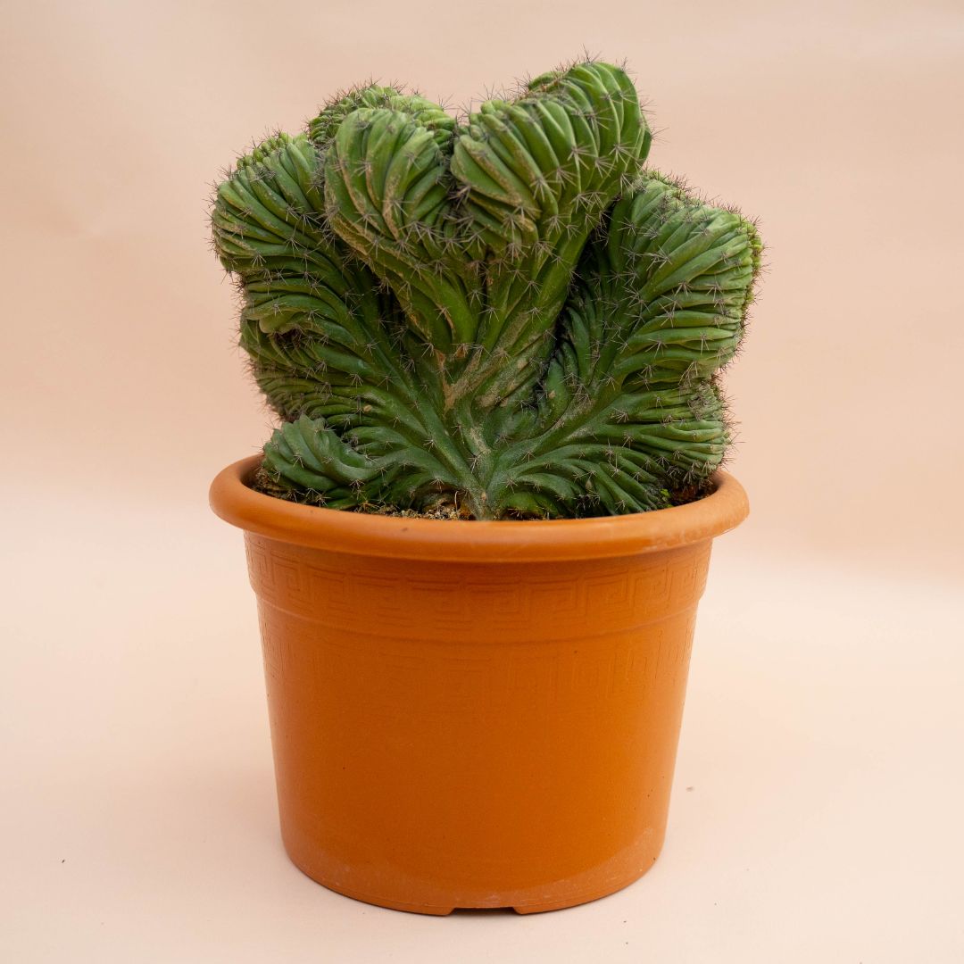 Polaskia chichipe crestata Ø 20 cm - immagine 2