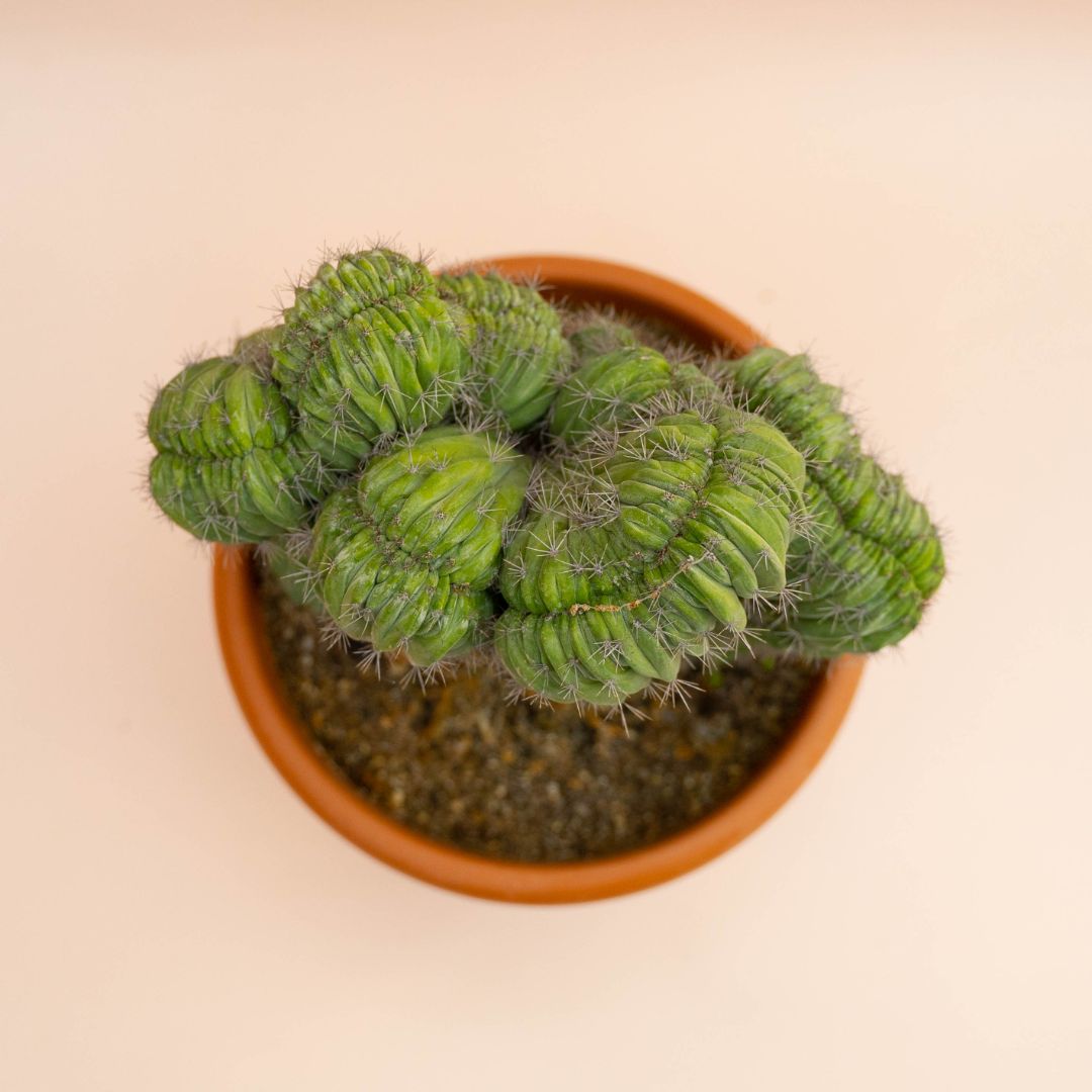 Polaskia chichipe crestata Ø 20 cm - immagine 3