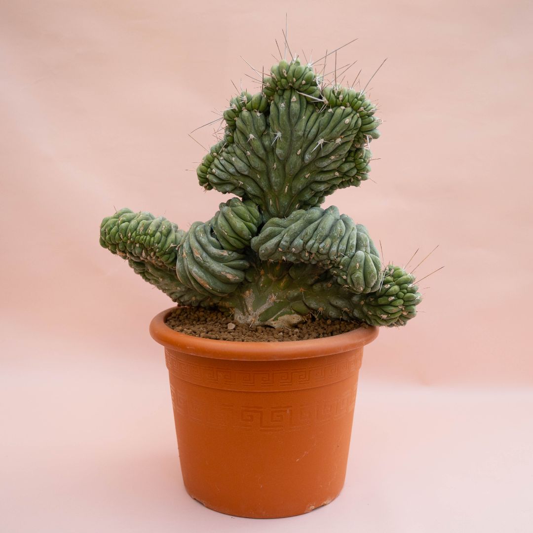 Stetsonia coryne crestata Ø 30 cm