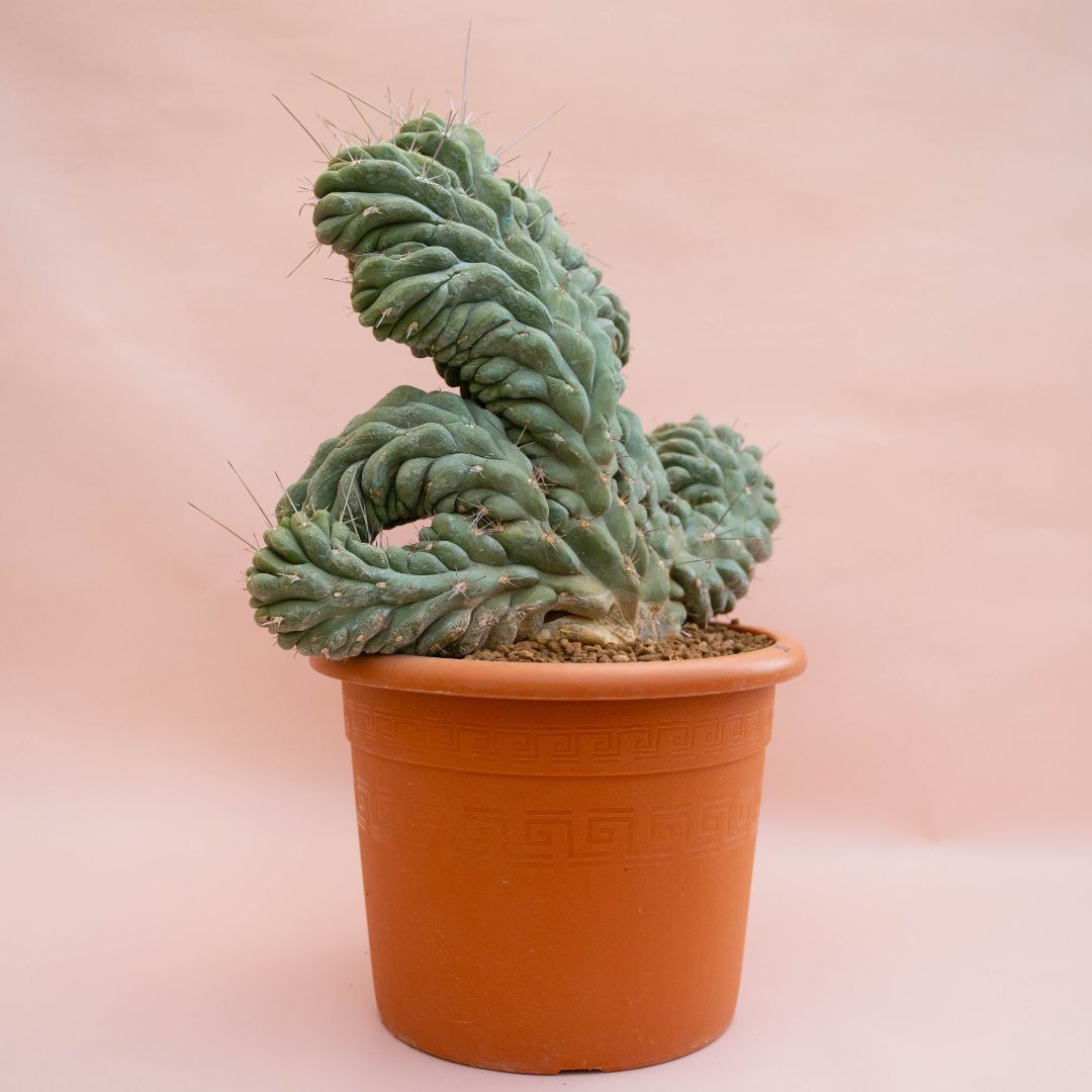Stetsonia coryne crestata Ø 30 cm - immagine 2