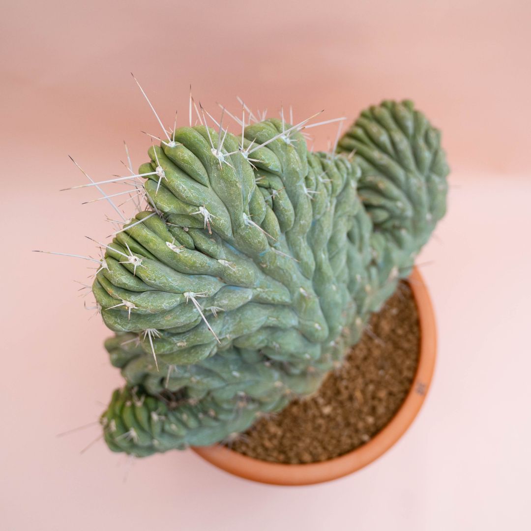 Stetsonia coryne crestata Ø 30 cm - immagine 3