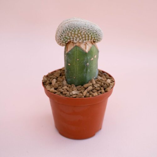 Turbinicarpus valdezianus crestato Ø 10,5 cm