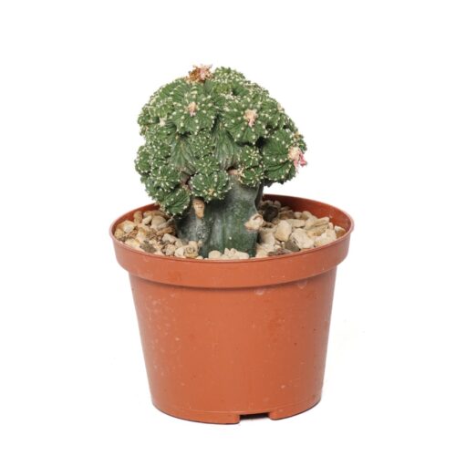 Aztekium ritteri Ø 10.5 cm