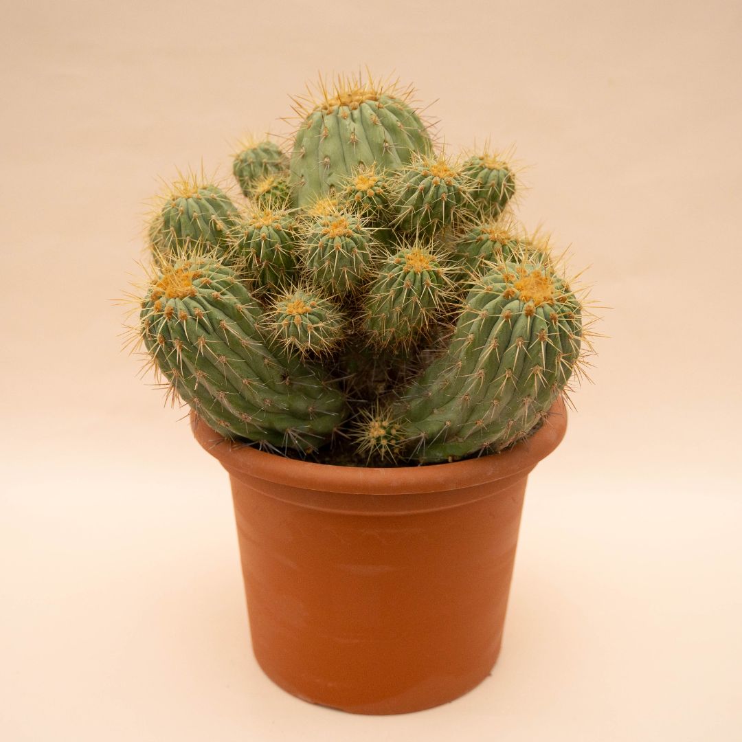 Copiapoa haseltoniana gigantea Ø 30 - 634F