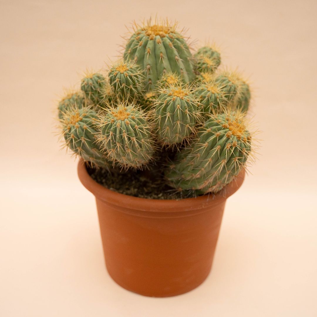 Copiapoa haseltoniana gigantea Ø 30 - 634F