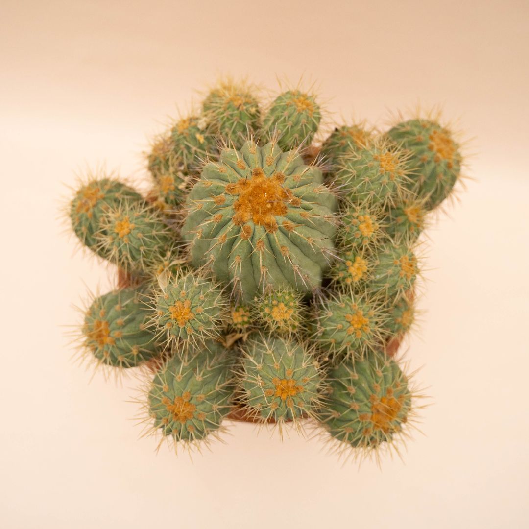 Copiapoa haseltoniana gigantea Ø 30 - 634F