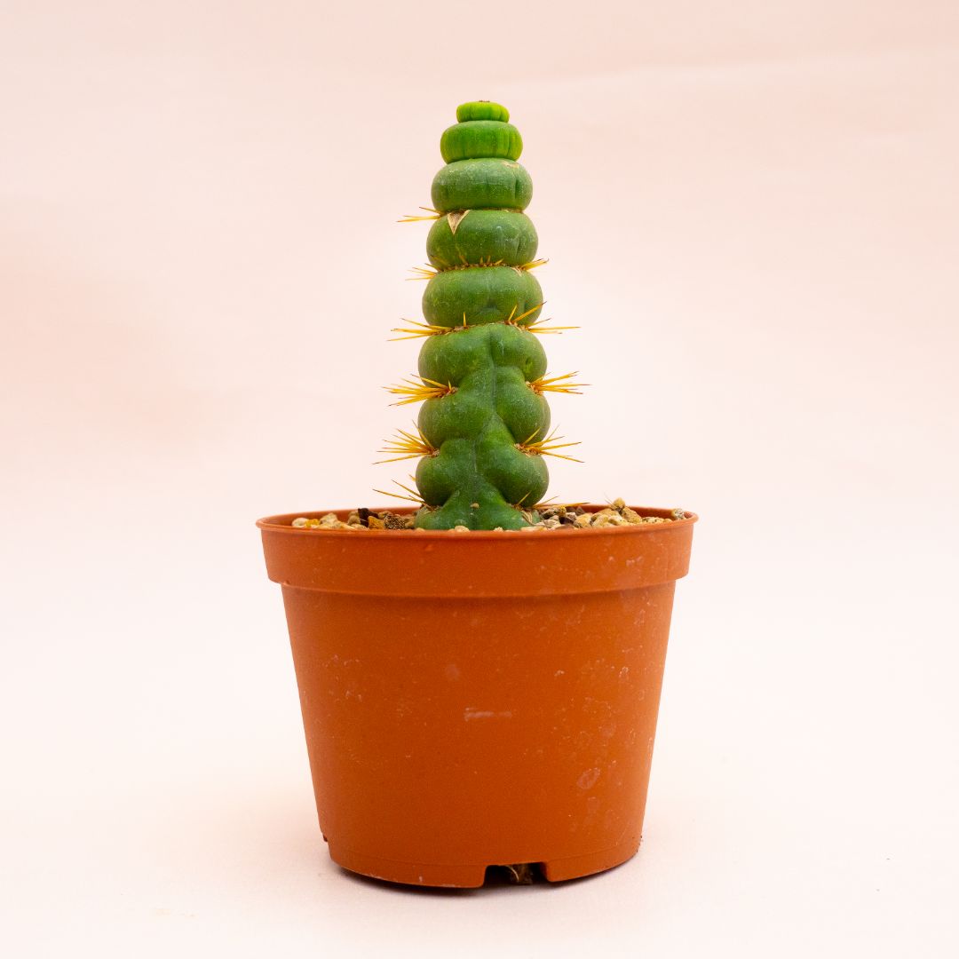 Eulychnia castanea spiralis Ø 8 cm