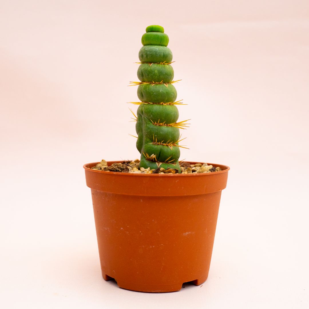 Eulychnia castanea spiralis Ø 8 cm