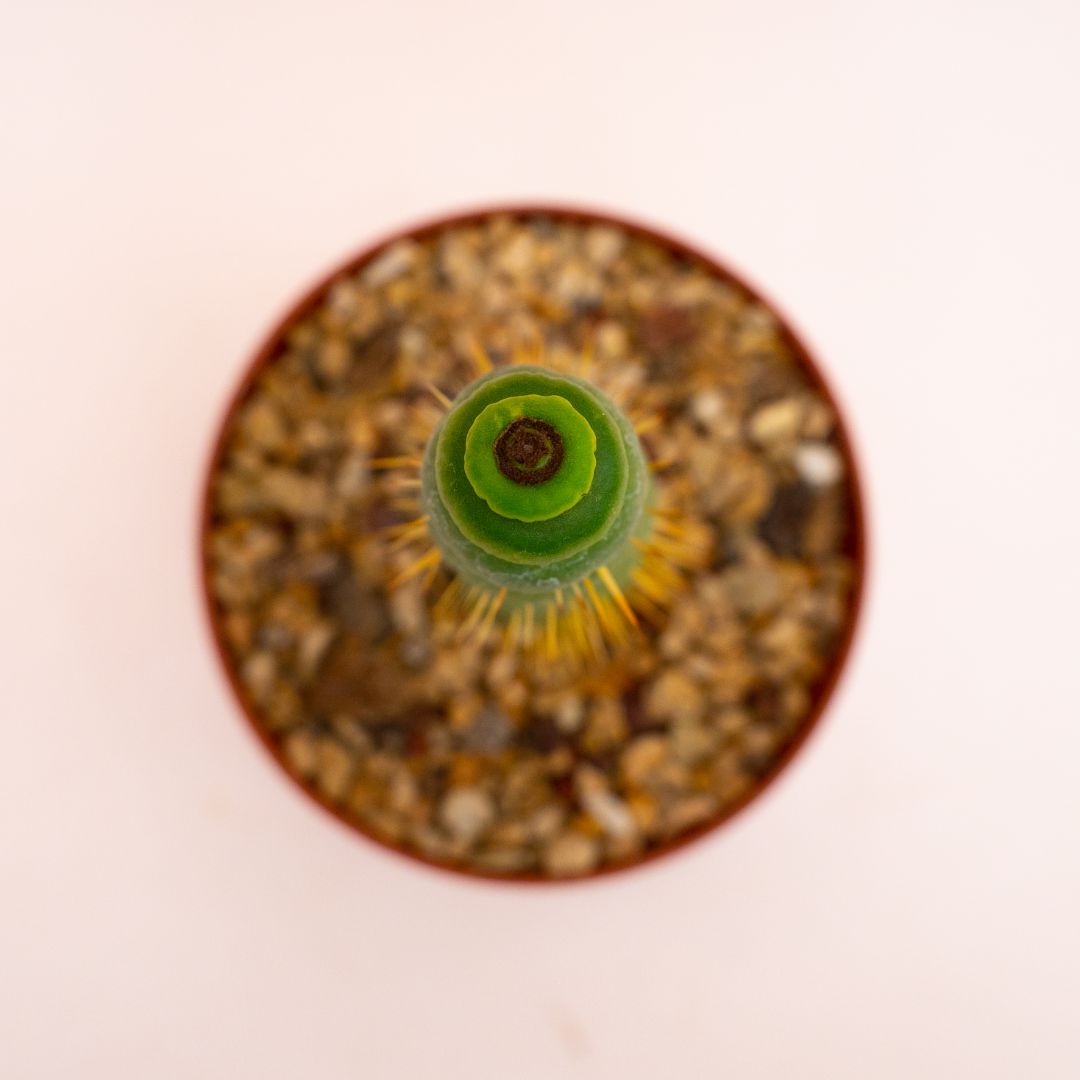 Eulychnia castanea spiralis Ø 8 cm