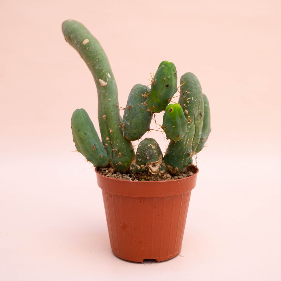 Trichocereus bridgesii mostruoso Ø 12 cm
