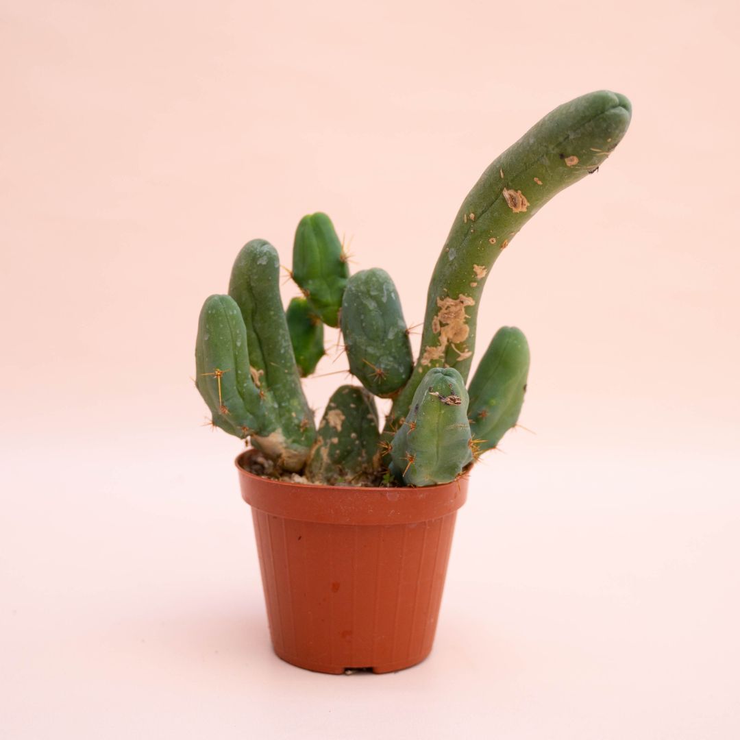 Trichocereus bridgesii mostruoso Ø 12 cm