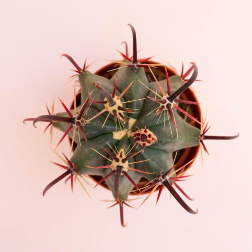 Ferocactus hybrid Ø 10,5 cm