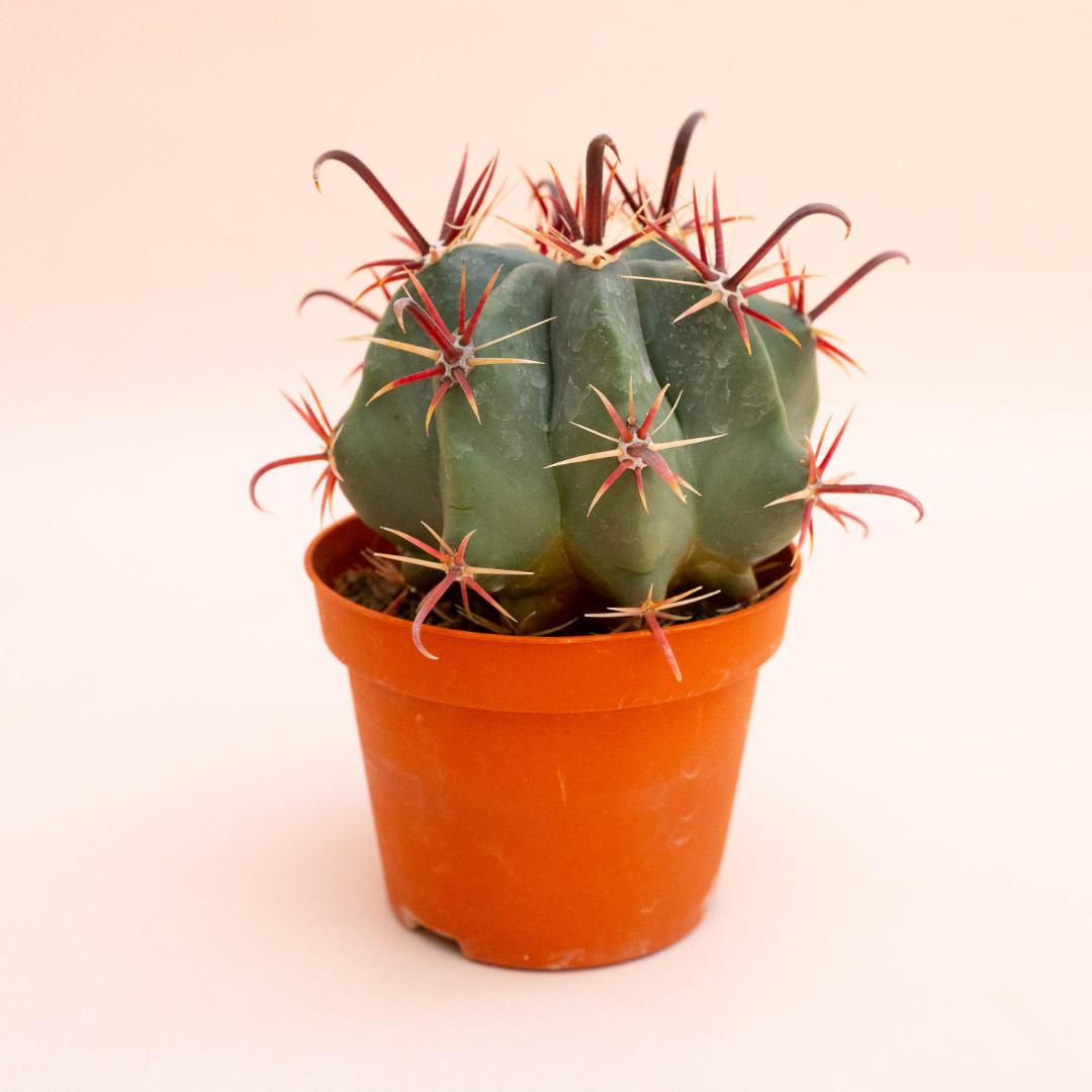 Ferocactus hybrid Ø 10,5 cm