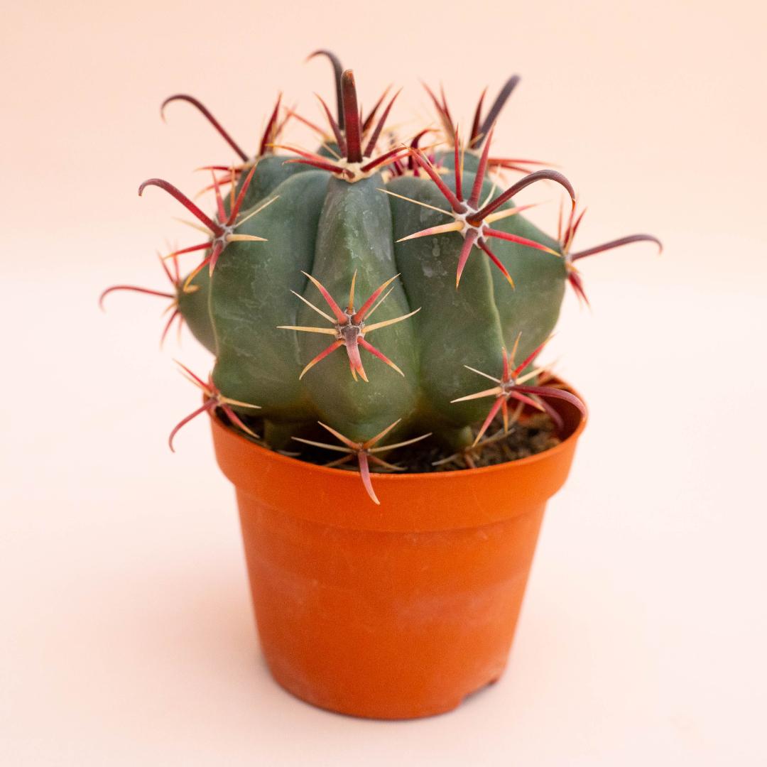 Ferocactus hybrid Ø 10,5 cm