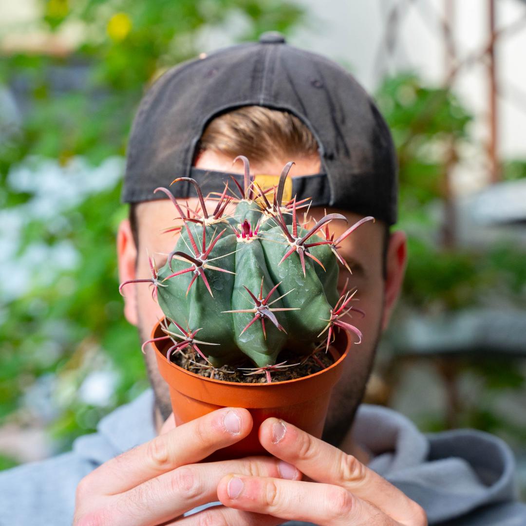 Ferocactus hybrid Ø 10,5 cm