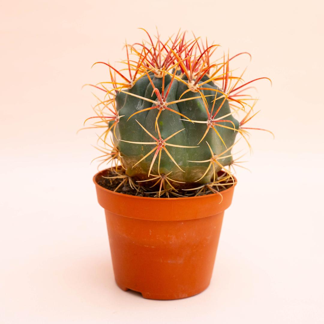 Ferocactus hybrid Ø 10,5 cm