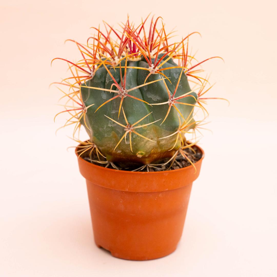 Ferocactus hybrid Ø 10,5 cm