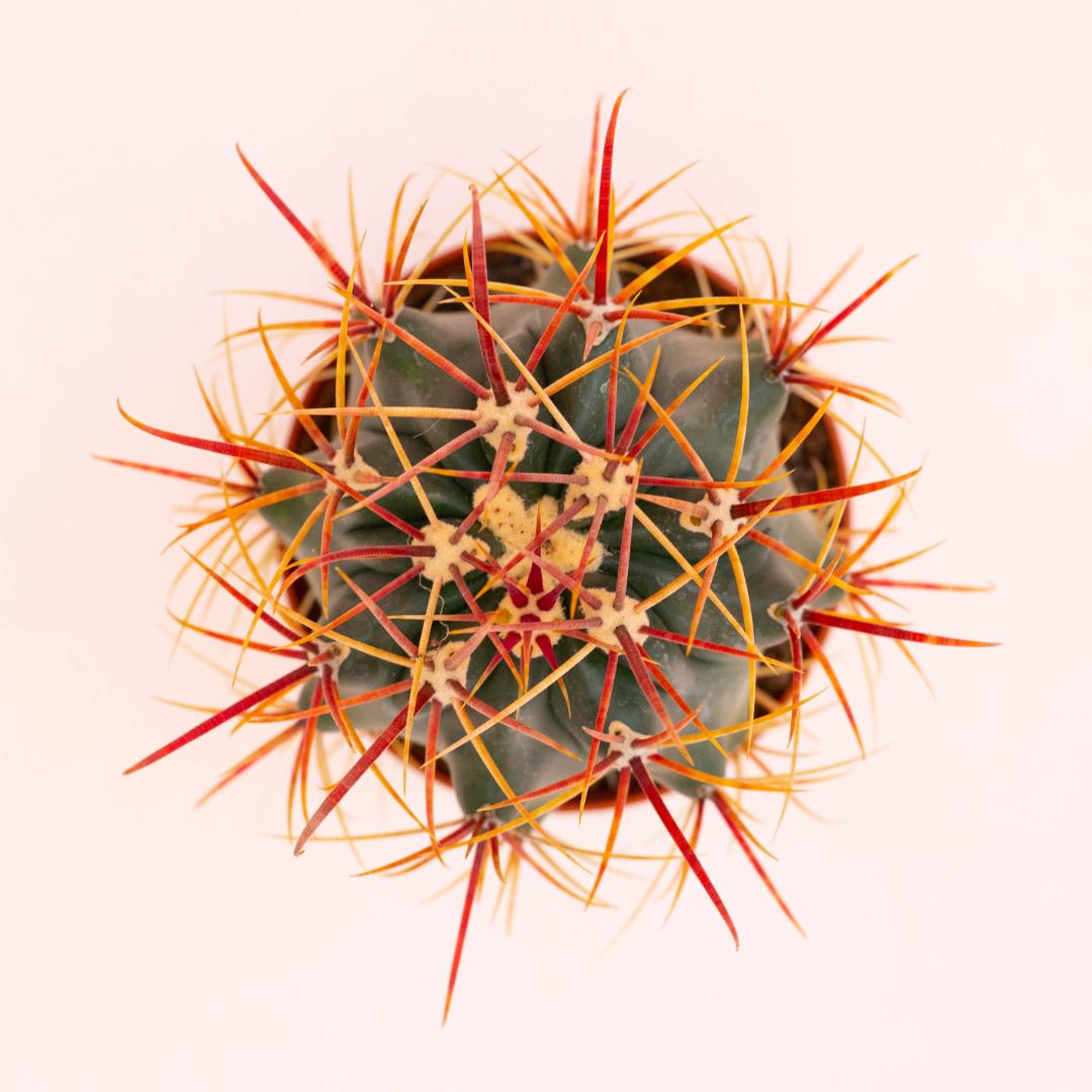 Ferocactus hybrid Ø 10,5 cm