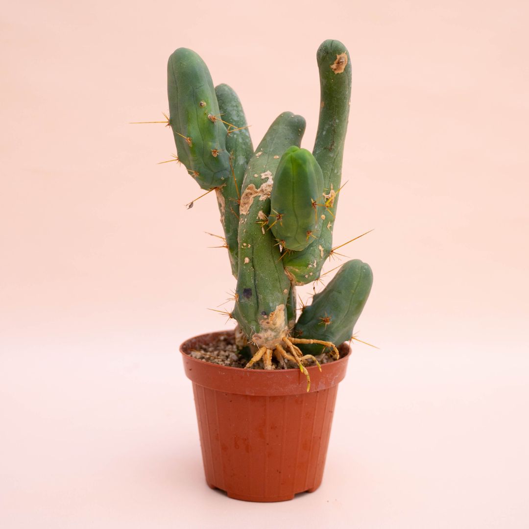 Trichocereus bridgesii Ø 12 cm