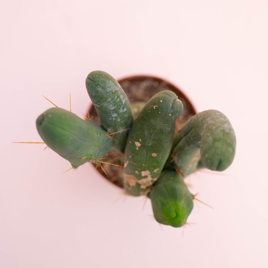 Trichocereus bridgesii Ø 12 cm