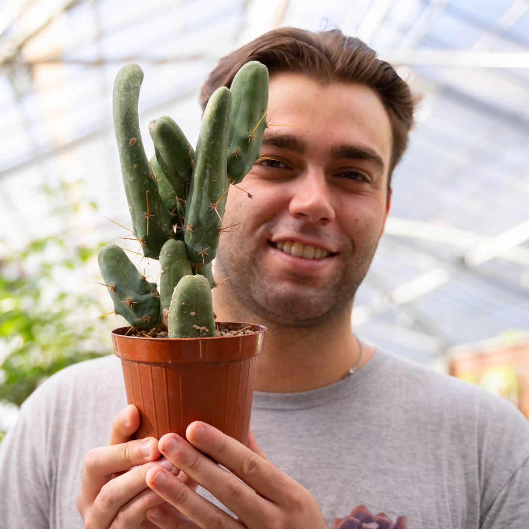 Trichocereus bridgesii Ø 12 cm