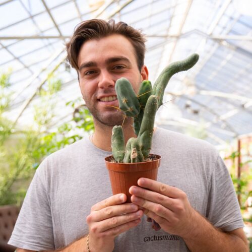 Trichocereus bridgesii Ø 12 cm