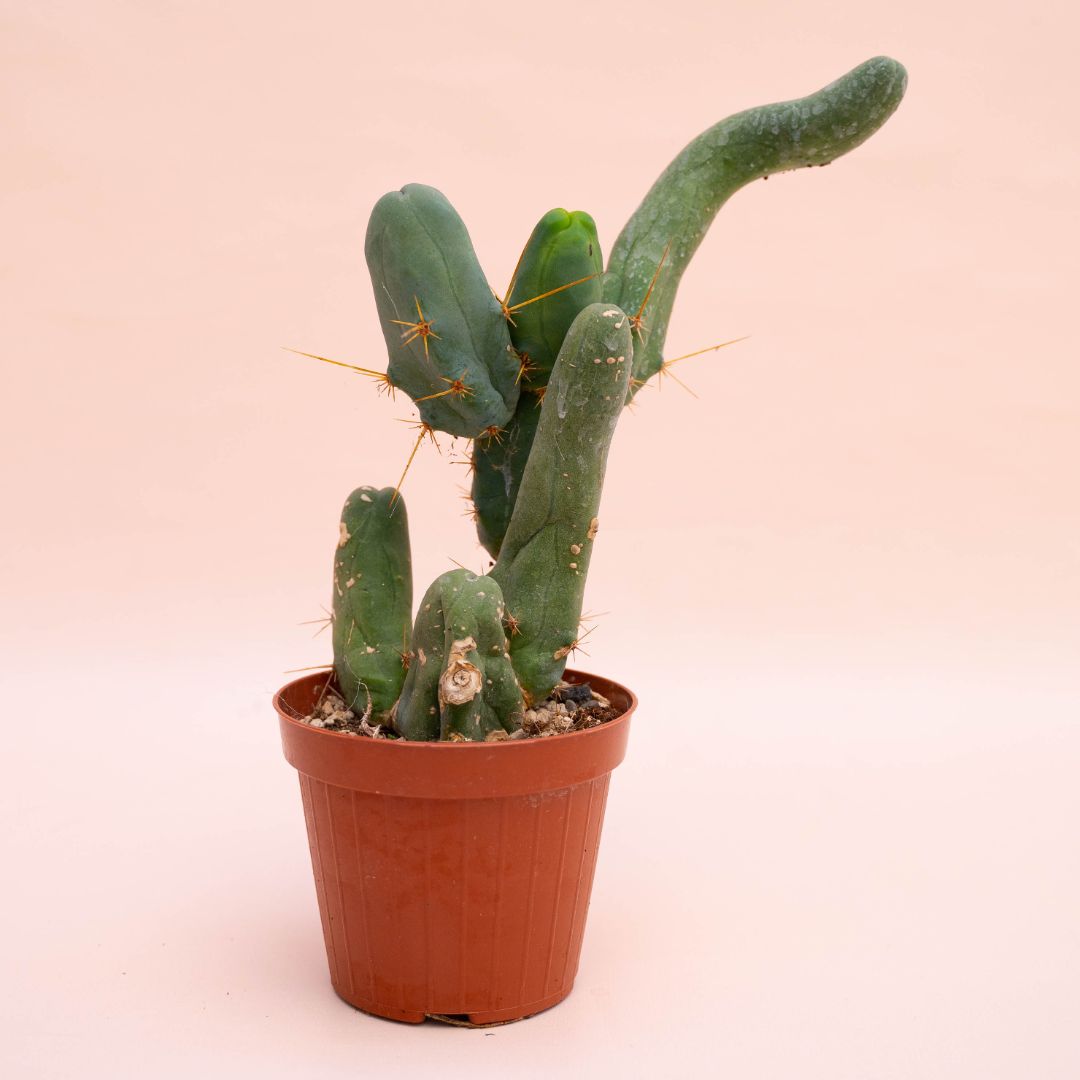 Trichocereus bridgesii Ø 12 cm