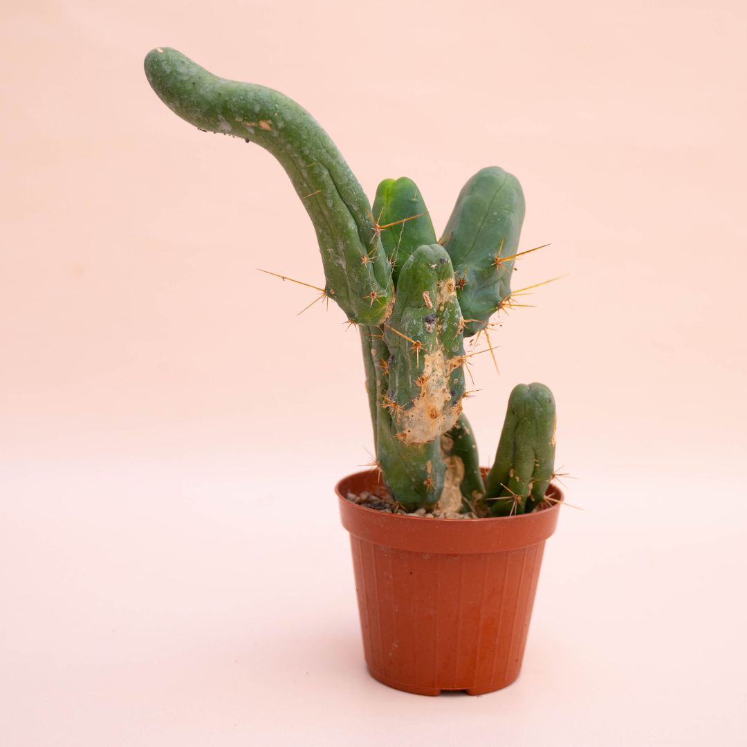 Trichocereus bridgesii Ø 12 cm