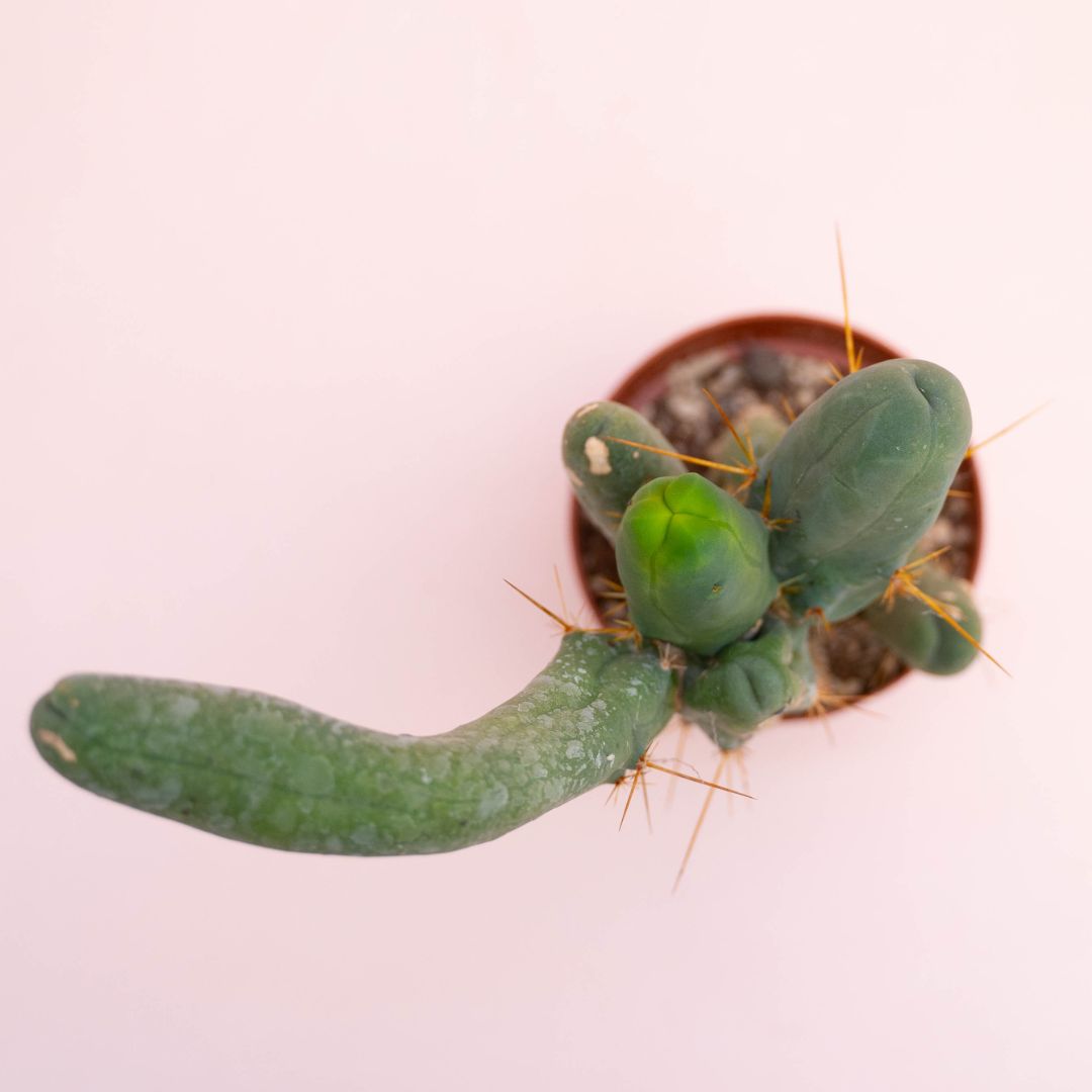Trichocereus bridgesii Ø 12 cm