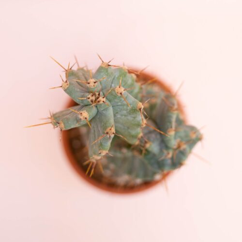 Cereus forbesii spiralis Ø 12 cm