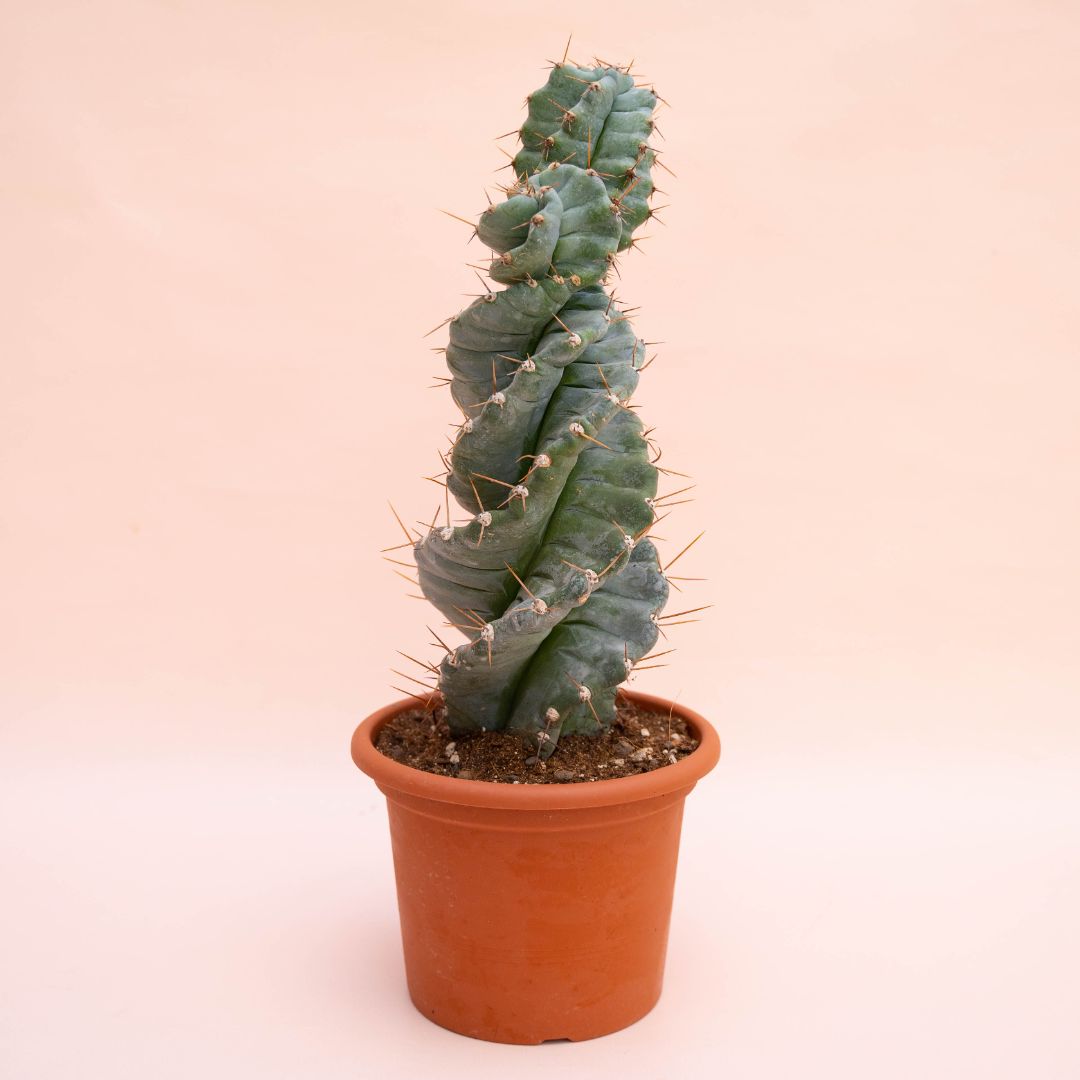 Cereus forbesii spiralis Ø 12 cm