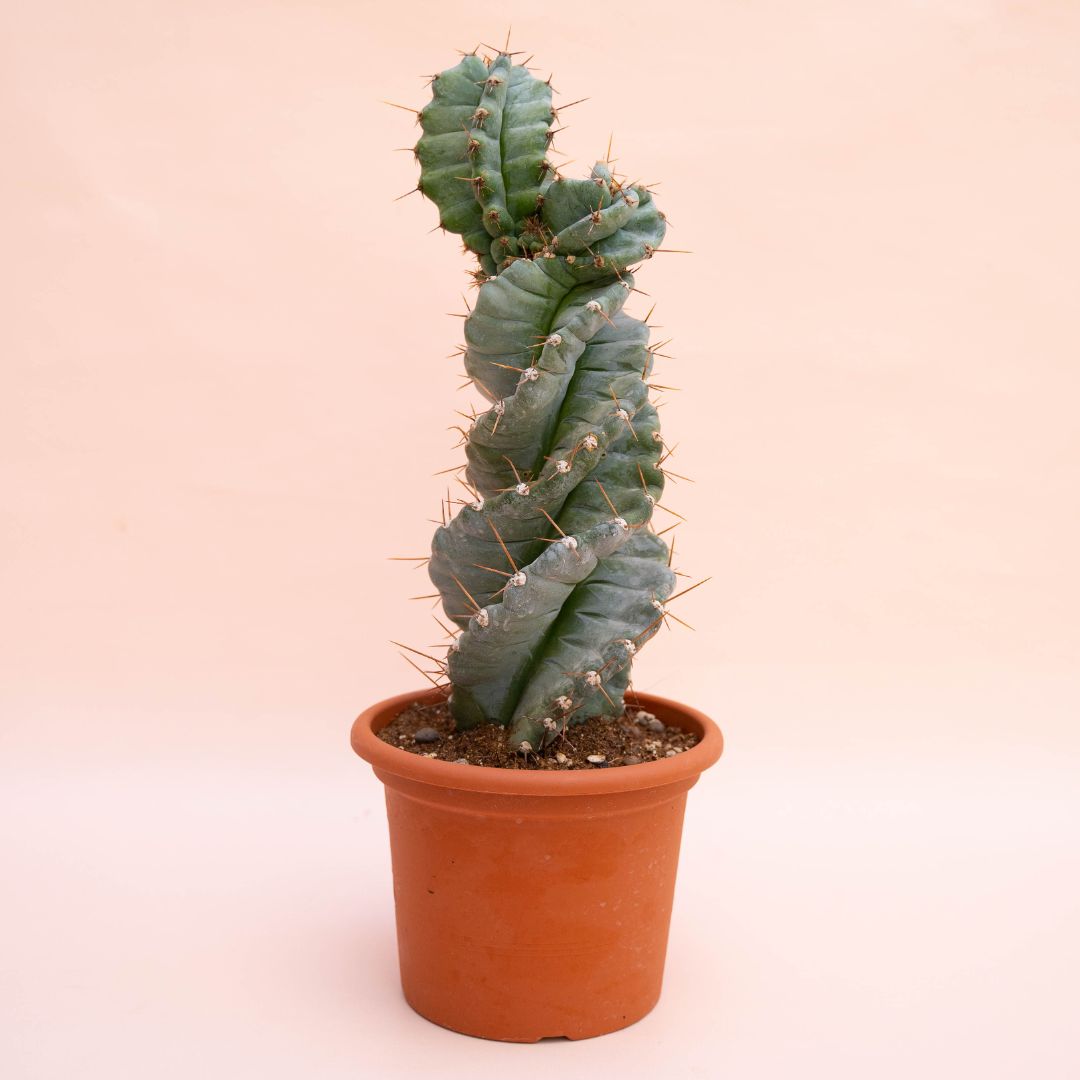 Cereus forbesii spiralis Ø 12 cm