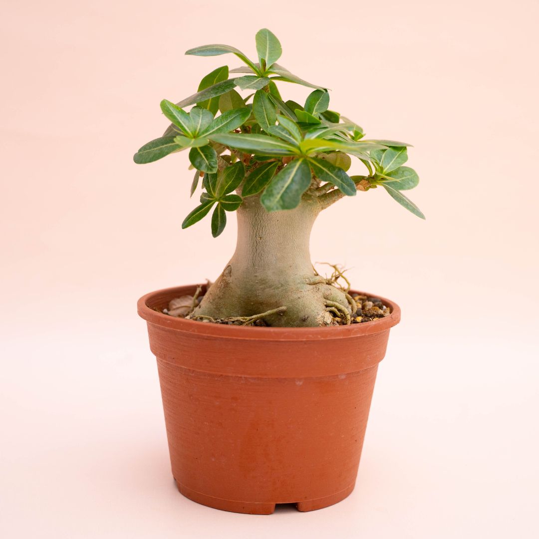 Adenium arabicum Ø 16 cm