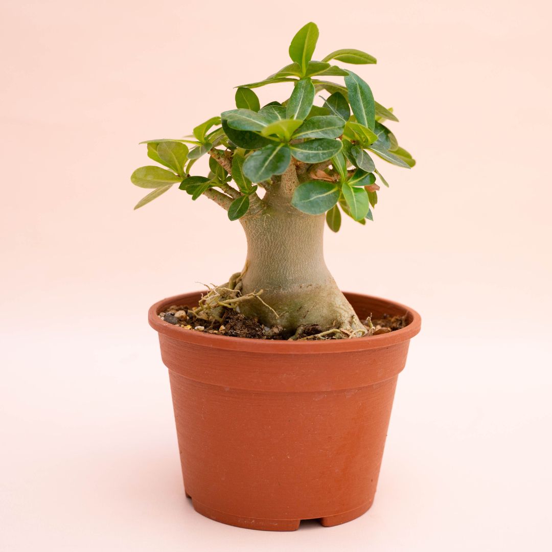 Adenium arabicum Ø 16 cm