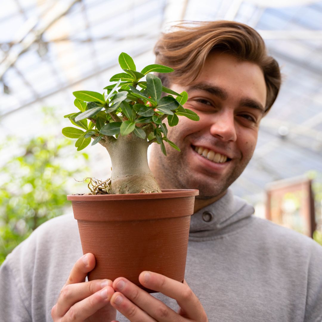 Adenium arabicum Ø 16 cm