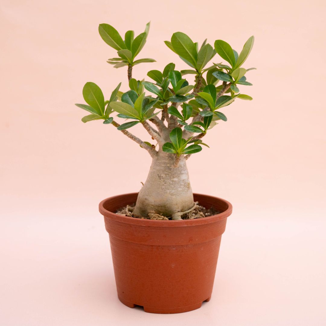 Adenium arabicum Ø 16 cm