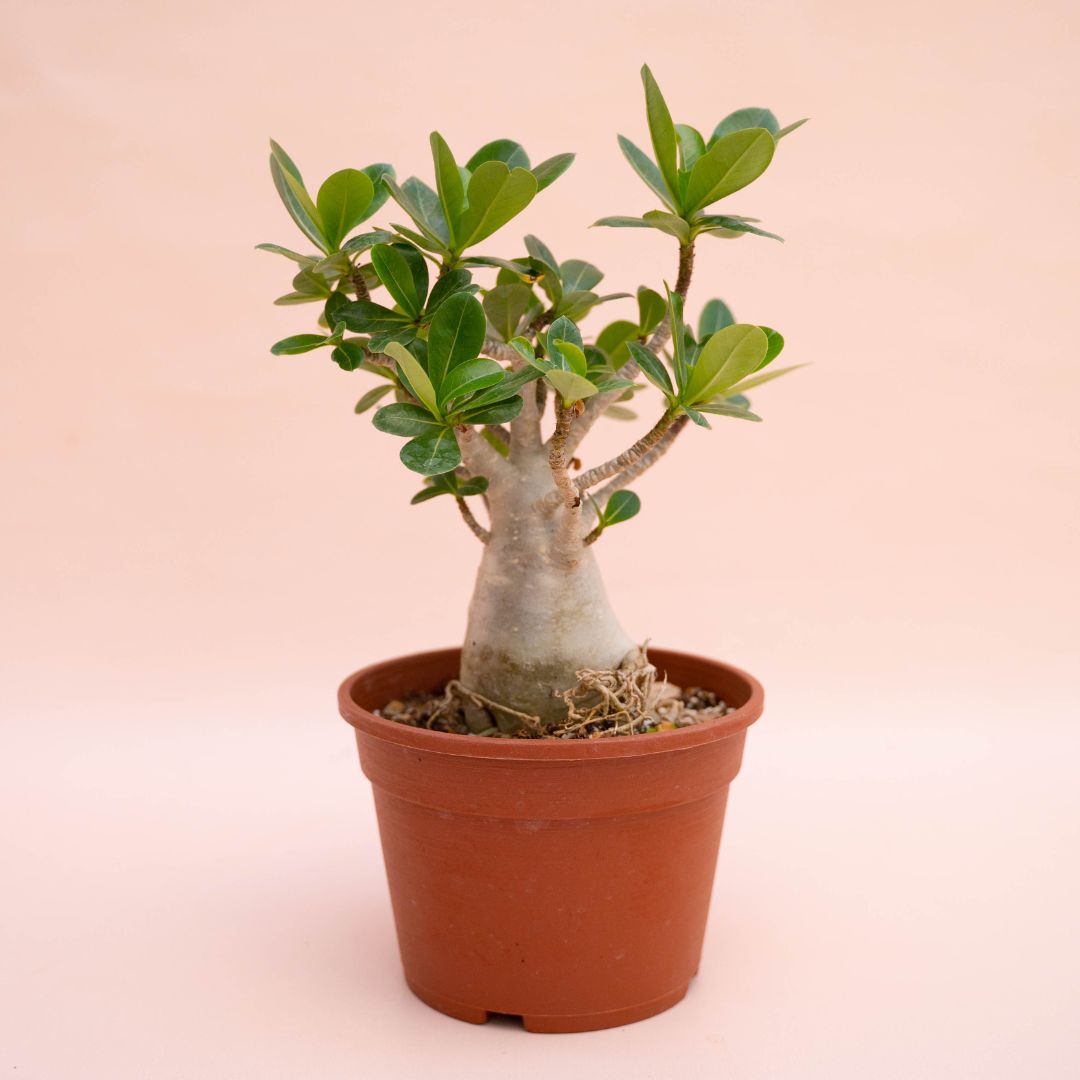 Adenium arabicum Ø 16 cm